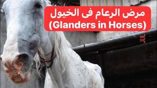 مرض الرعام فى الخيول أسباباعراضتشخيص علاج Glanders in Horses [upl. by Anytsirhc141]