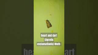 heart and dart Agrotis exclamationisMothfamily NoctuidaeInsectsEntomology [upl. by Edrick]