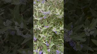 Dark Night Bluebeard Caryopteris Plant 🌌🌿 garden shorts plant short gardenshorts plantshort [upl. by Ogu]