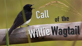 Willie Wagtail Call birds birdsounds [upl. by Hael]