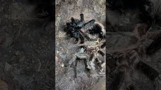 Costa Rican curly haired tarantula moulting [upl. by Yentnuoc]