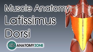 Latissimus Dorsi  Muscle Anatomy [upl. by Draned]