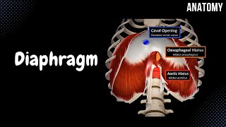 Diaphragm  Origin Points Openings and Coverings [upl. by Essined]