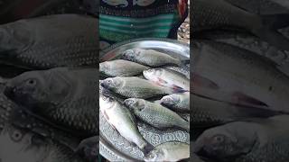 fish cutting and cooking katla fish fry recipesmall katla fish curry cooking and eating in village [upl. by Emiline222]