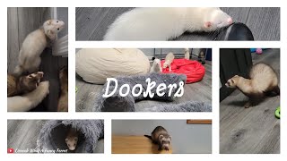 Dookers [upl. by Zile]