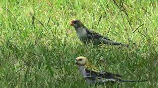 Paleheaded Rosella 37 [upl. by Ahsiat965]