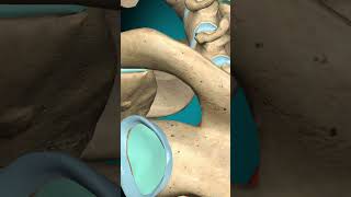 sternocleidomastoid action vertebral column Lateral flexion humananatomy [upl. by Egduj]