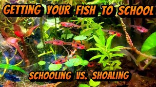 How To Get Fish To School Even In A Nano Aquarium  Schooling vs Shoaling [upl. by Ches]