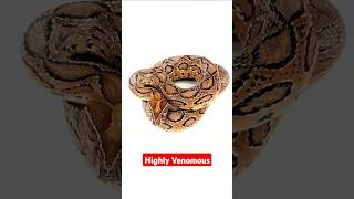 Russells viper Highly venomous snake snakesofindia russellsviper viper indianviper snakes [upl. by Akisey]