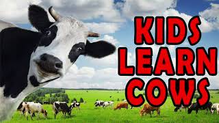 Kids Learn About Cows Fun and Educational Cow Facts for Children [upl. by Rina]