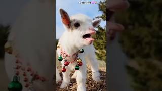 What are🐑 the☘️🌿 lambs 💗calling ytshorts 🌷🌷babylamb goat🍀🍀 funnyanimal cute littlelamb [upl. by Camella]