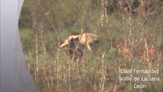 Mastines Españoles protegen rebaño de cabras🐐de una osa parida🐻en León 🇪🇸🎥Daniel Fernández [upl. by Nylakcaj]