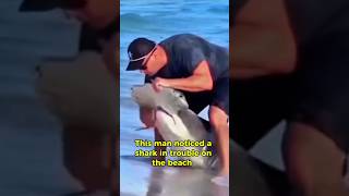 This Man Saved a Shark’s Life😳😍  Would You Risk It  Bravery or Madness shark rescue [upl. by Avevoneg]