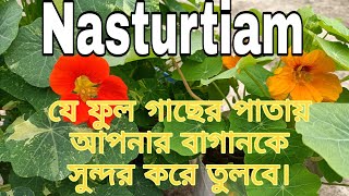 How to grow and take care of NasturtiamNasturtiam plantকিভাবে ন্যাস্টাসিয়াম গাছের পরিচর্যা করবেন। [upl. by Auburta911]