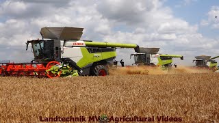 Claas  Fendt  MAN  Getreideernte  Grain Harvest 2024 pt1 [upl. by Smart672]