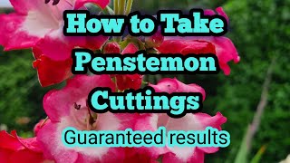 How to take Penstemon cuttings a complete guide with guaranteed results [upl. by Decato]