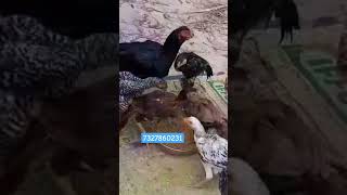 Parrot beak chicks breed India long tail aseel murga farming odisha short [upl. by Ojela666]