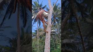 Super fast climbing tree shorts climbing treeclimbing trending shortsfeed indiatopindia [upl. by Junie]