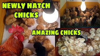 NEWLY HATCH CHICKS RIR HUBBARD CROSS NATIVE CHICKENS  AMAZING CHICKS  MANUAL INCUBATOR [upl. by Scevor]