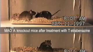 MAO A knockout mice before and after drug treatment [upl. by Ahseela57]