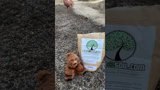 Build A Soil 12 Seed Clover Crop Blend [upl. by Redman964]