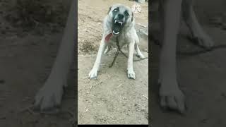 dog barking sounds on youtube dog barking sounds for 1 hour  pets dog barking sounds for 10 hours [upl. by Siusan]