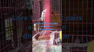 Pets shop in dharmavaram [upl. by Gil905]