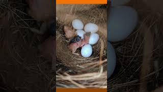 My Society Finches hatched some Chicks [upl. by Robbie284]