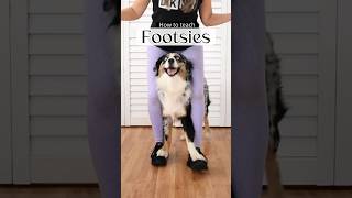 Teach your dog to Walk on your feet  footsies  trick tutorial dogtraining doglovers dogtricks [upl. by Hagai]