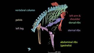 New Fossil Sheds Light on the Evolution of How Dinosaurs Breathed [upl. by Ahsart]