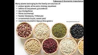 Fabaceae family Economic Importance Floral diagram and Floral Formula  Plant Taxonomy [upl. by Moyra778]