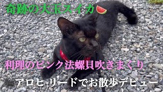 🌳🐈‍⬛2024925後半〜928・奇跡の大玉スイカ🍉・利理のピンク法螺貝吹きまくり・アロヒリードでお散歩デビュー・精麻とマコモ・ニャンズ達の様子など [upl. by Oran]