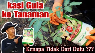 Bikin Merinding Efek nyata Gula Pasir untuk Tanaman [upl. by Luce]