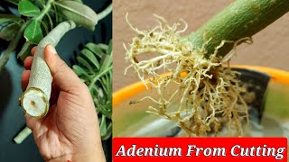 Simple Way To Grow Adenium From Cuttings  Desert Rose From Cuttings  Adenium Propagation [upl. by Latreece]