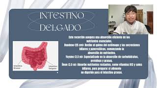 ACTIVIDAD 7 ANATOMIA DEL SISTEMA GASTROINTESTINAL [upl. by Dnalor]