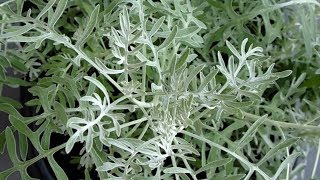 Silver Ragwort or Silver Dust Plant [upl. by Ondrea696]