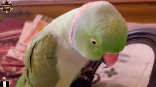 speaking parrot viral vedioforyou parrotsound parrotspeaking birdsvedio [upl. by Giarg]