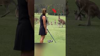 MÁNADA DE CANGUROS EN BUSCA DE VENGANZA cc wendywoogolf on IG historias curiosidades viral [upl. by Darren492]