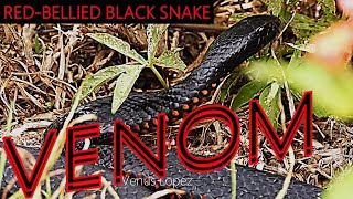 🐍😵REDBELLIED BLACK SNAKE BIG FAT VENOMOUS SNAKE BASKING REPTILE WILDLIFE NATURE VENUS LOPEZ [upl. by Ayortal]