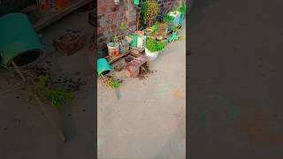 Today the monkey has spread lot of terror in the rooftop gardenplanting gardenning viralvideo [upl. by Ellened566]