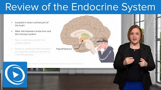 Review of the Endocrine System – Pharmacology  Lecturio Nursing [upl. by Marcelia]