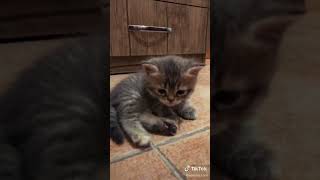 Kainat güzeli mila♥️ cat catlover kedi cute kitten shorts shortsvideo takipçikazan love [upl. by Chi]