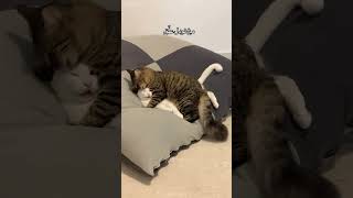 Cutie kitten 🐾 shortvideo funny mycatchannel cat catchannel yourcat pets yourpet [upl. by Stillman476]