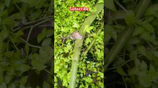 Snail నత్త 🐌 shorts trending youtubeshorts viralshort snail shortsfeed minivlog insects [upl. by Kassi]