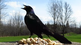 Grackles and friends grabbing some lunch [upl. by Aznarepse]