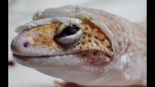 How Leopard Geckos Go BLIND  The Most Common Way  Skin In Eye Close Up [upl. by Asirak]