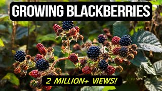 Growing Blackberries in Containers The Complete Guide [upl. by Ahsiryt]