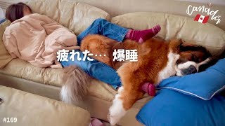 超大型犬 3頭とカナダで田舎暮らし・海外生活／外遊びしまくった一週間！疲れた… [upl. by Asehr92]