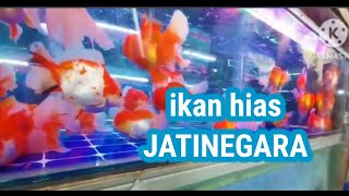 PASAR IKAN HIAS JATINEGARA 9 Desember 2024 [upl. by Aicil]