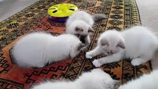 12 week old Birman kittens [upl. by Cotter]